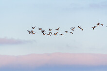 Wild Gray Geese Anser Anser In Flight, Blue Sky