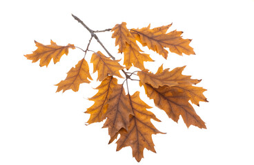 Wall Mural - autumn oak leaves isolated