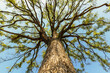 © View Stock - A towering tree with luxuriant branches and leaves under the blue sky