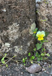 Stiefmütterchen (Viola) wächst aus einer Mauer-Ritze