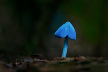 Entoloma Hochstetteri, Also Known As The Blue Mushroom, On Forest Ground Near Rotorua.