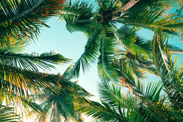 Wall Mural - Background summer tropical, Coconut tree at tropical coast, Low angle view, Vintage Tones