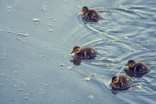 Four Ducklings In Pond