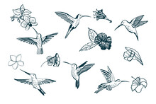 Colibri Bird Vector Line Illustrations Set