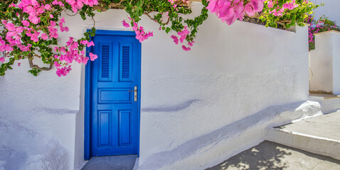 White Cycladic architecture with blue door and pink flowers of Bougainvillea on Santorini island, Greece wide panoramic format. Travel destination background, old traditional street, street adventure