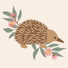 Native Exotic Australian Animals Isolated With Eucalyptus Floral Blossom Gum Leaves Echidna Hedgehog