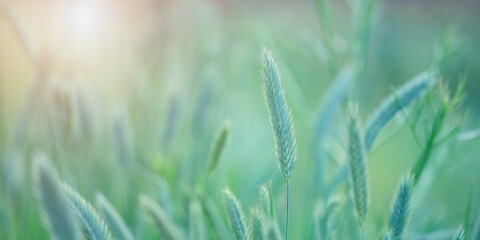 Wall Mural - meadow grass in sunlight on a green-blue blurry background. beautiful dreamy art image. summer gentl