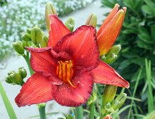Bright Red Daylily Under The Summer Morning Sun