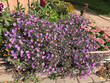 Planting European michaelmas daisy or Aster amellus or Purple dome aster or Purple aster in Trakai, Lithuania.