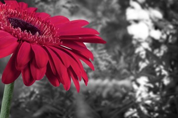 Poster - Beautiful red flower on black and white background.