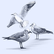 Graphics, Pencil Drawing Of Three Seagulls