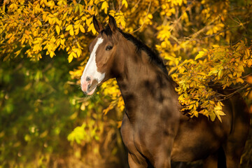 Wall Mural - Beautiful horse in fall park