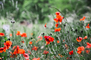 Wall Mural - Blooming buds of meadow flowers - bright colors of summer