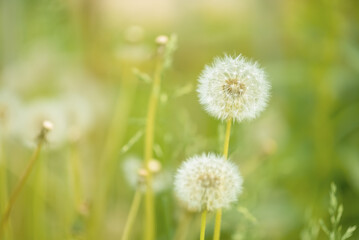 Wall Mural - fluffy dandelions on a beautiful sunny background. gentle summer background. selective focus.