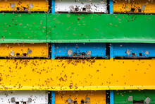 Bees Are Carrying Pollen In The Beehives Arranged In Vertical And Horizontal Directions.