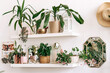 © Tatyana - Bright authentic home interior.Shelves with indoor plants and decor.Home gardening,urban jungle,biophilic design.Selective focus.