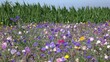 Sonnige Wildblumenwiese im Wind, im Hintergrund Maisfeld Horizont