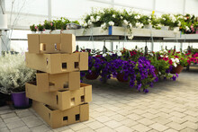 Stack Of Cardboard Boxes And Beautiful Blooming Plants In Garden Center