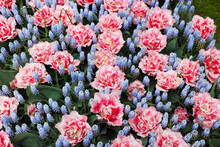 Many Beautiful Tulip And Muscari Flowers Growing Outdoors, Above View. Spring Season
