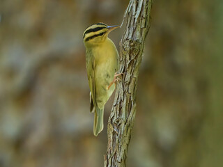 Worm-eating warbler little bird on the tree