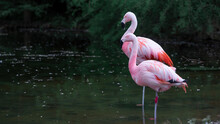 Animal Background - Two Pink Flamingos In Lake With Trees In Background