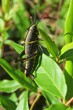 Black tropical grasshopper on a leaf in Florida nature, closeup