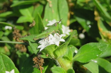 Wall Mural - Green tropical grasshopper on white richardia flowers in Florida nature