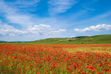 Fototapeta Maki - View of a field with red poppies in full bloom and vineyards in the background