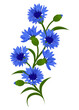 Cornflowers wild plants. Branch of blue cornflowers, isolated on white background. Vector decorative element.