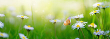Art Summer Or Spring Morning Nature Background With Fresh Wild Daisies And Flying Butterfly