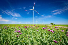 View On Young Green Poppy Heads And Flowers, Windmill, Wind Generator, Turbine In Background