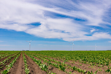 View on field of small soybean crops with windmills, wind generator, turbine, in background