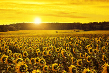 Wall Mural - Spring landscape with blooming sunflower field at sunset.