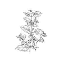 Branch, melissa bush, a botanical vector illustration, hand-drawn, on white background.