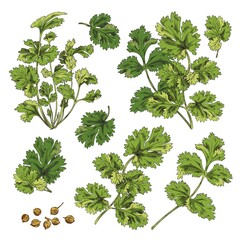 Set of green branches, coriander leaves, botanical vector illustration on white background.