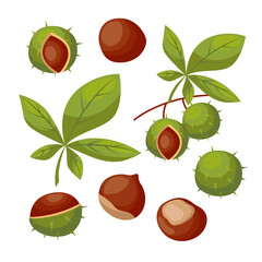 Wall Mural - Chestnuts with shells and leaves vector illustrations set. Brown nuts with and without green shells isolated on white background. Nature, food, autumn concept