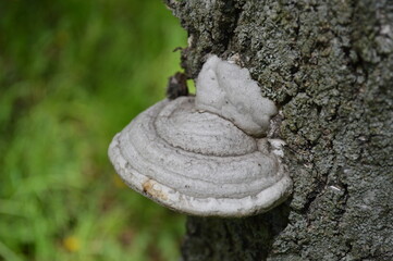 A polypore mushroom on the tree trunk