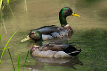 Closeup Photo Of Two Male Mallard Ducks In A Marsh.