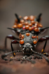 Wall Mural - cacodaemon spinicollis with beetle mites riding at the back