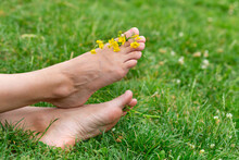 Barefoot Female Feet With Yellow Wildflowers Between The Toes Against The Background Of Green Grass Close-up.