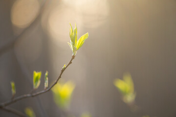 Green spring leaves