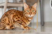 Portrait Of A Bengal Cat Sitting On The Floor In The Room.