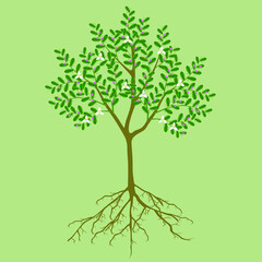 Wall Mural - Finger lime tree with flowers and roots on a green background.