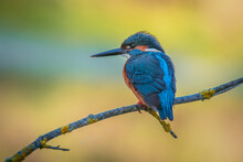 Kingfisher Perched On A Log, With Warm Colors Out Of Focus Background