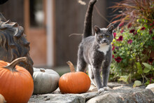 Gray American Shorthair Tuxedo Cat With Pumpkins
