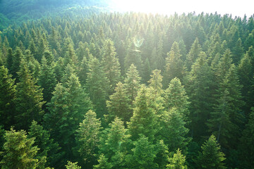 Wall Mural - Aerial view of green pine forest with dark spruce trees. Nothern woodland scenery from above