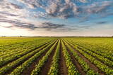 Fototapeta Kawa jest smaczna - Sunny plantation with growing soya