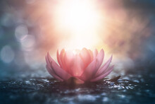 Pink Lotus Flower In Water With Sunshine
