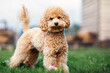 A portrait of a light brown little poodle puppy standing in the yard on the grass and looking at the camera