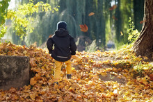 Little Boy In A Sunny Autumn Park Walking Among The Falling Yellow Leaves. Back To School. Selective Focus